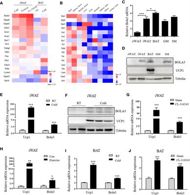 Bola3 Regulates Beige Adipocyte Thermogenesis via Maintaining Mitochondrial Homeostasis and Lipolysis